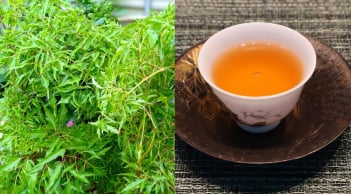 Uống nước lá đinh lăng, cơ thể nhận được lợi ích đặc biệt này