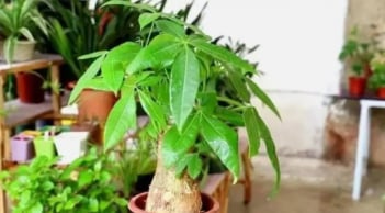 6 loại cây cảnh hiếm khi nở hoa, nhưng khi nở được xem là “điềm báo may mắn” cho gia chủ