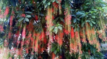 Cây lộc vừng đẹp và hút tài lộc, vì sao nhiều người vẫn tránh trồng trước cổng nhà?