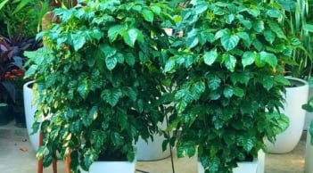 3 loại cây cát lành, bình an, hạnh phúc dễ trồng, đặt góc nào trong phòng khách cũng tốt cho sức khỏe