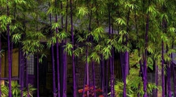 Nhà giàu hay trồng 3 loại cây này trong sân vườn nhà, để “chiêu tài” và cho cảm giác sống lâu dài