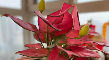 5 loại cây trong nhà cứ nở hoa tài lộc sắp đến