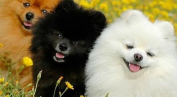 3 con giáp khôn khéo nơi công sở: Không cần giỏi nhất vẫn thăng tiến nhanh, uy tín vững