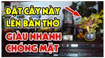 4 loại hoa đặt lên bàn thờ ngày mùng 1 gia chủ hốt vàng hốt bạc, tiền về như nước