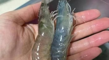 Tôm sông với tôm biển: Khác biệt lớn nhất là gì và loại nào giàu canxi hơn?