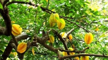 2 vị trí trồng khế hút tài lộc trong nhà chỉ cần 1 cây là gia chủ gặp vận may