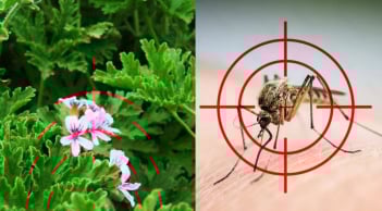 Nhà nhiều muỗi, trồng ngay 5 loại cây này: Vừa đẹp, vừa đuổi côn trùng