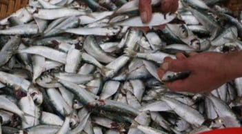 3 loại cá giàu Omega-3, giá rẻ hơn cá hồi – Ra chợ gặp là nên mua ngay để tốt cho sức khỏe