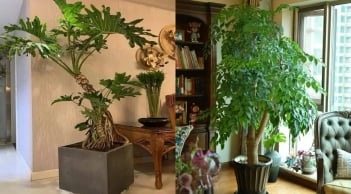 90% nhà giàu đều đặt những loại cây này trong phòng khách: Chỉ cần một chậu tài lộc tự tìm đến