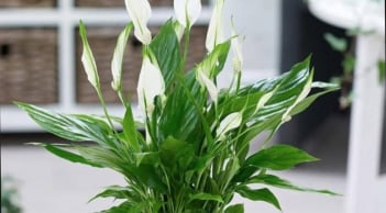 Bàn làm việc thịnh vượng: 5 loại cây phong thủy giúp sự nghiệp thăng hoa, tiền bạc rủng rỉnh