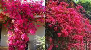 Mẹo giúp hoa giấy ra nhiều hoa quanh năm