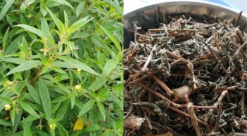 Rau mương – rau dại ven sông bỗng “gây sốt”: Món ngon dân dã được người thành phố săn tìm