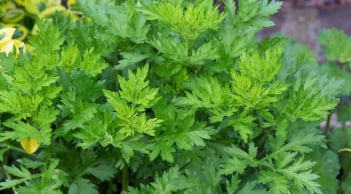 6 cách dùng ngải cứu trị đau đầu