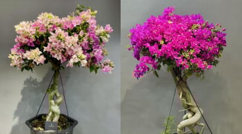 Vì sao không nên trồng hoa giấy trong nhà?