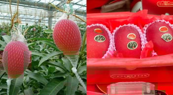 Từ Nhật Bản đến Việt Nam: Hành trình của giống xoài “xa xỉ” gây tò mò