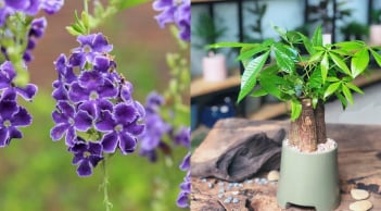 5 cây cảnh “được người xưa chọn mặt gửi vàng”: Trồng trong nhà, vừa đẹp vừa mang ý nghĩa tài lộc