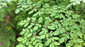 Loại rau bổ ngang tổ yến, canxi gấp 4 lần sữa, mọc đầy hàng rào nhiều người nhổ đi