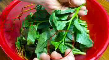 5 người nên ăn rau mùng tơi mỗi ngày