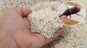 Bỏ thứ này vào thùng gạo, để cả năm không lo mọt