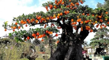 Loài cây ăn quả quen thuộc ‘biến’ thành bonsai tiền tỷ, biểu tượng cho sự bền vững, sung túc và viên mãn