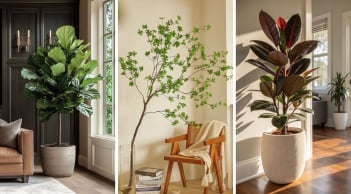 4 loại cây cảnh vừa đẹp vừa sang, cực hút lộc: Nhà giàu rất yêu thích đặt trong phòng khách