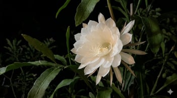 Cách biến khu vườn buổi tối thơm ngát chỉ với 6 loại cây dễ trồng