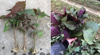 Mẹo trồng tía tô bằng cành, cắm xuống đất là cây lên ầm ầm, ăn quanh năm