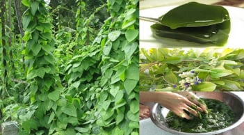 Từ dây leo mọc dại thành đặc sản ‘tiền tỷ’, có nhiều công dụng tốt cho sức khỏe, được nhiều người ưa thích ăn