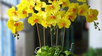 4 loại cây trong nhà không nên tặng kẻo “tán lộc”, nhiều người vẫn vô tình mắc phải