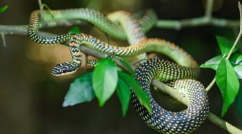 6 loại cây trồng trong nhà giúp đuổi rắn