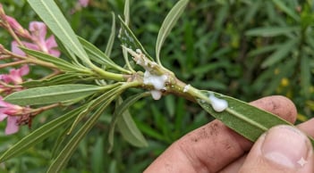 Loại cây cảnh đẹp nhưng cực độc: Nhiều nhà trồng mà không biết rủi ro tiềm ẩn