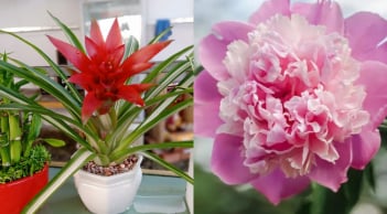 4 loại cây 'vàng' giúp phòng khách hút tài, giữ lộc, đổi vận khí cả gia đình