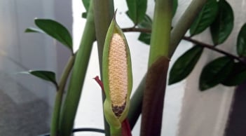 5 loại cây cảnh nở hoa là gia chủ có lộc, tiền tài rơi vào nhà