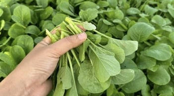 5 loại rau bổ hơn thịt - rẻ hơn thuốc, quý như nhân sâm, chợ bán 10 nghìn/bó