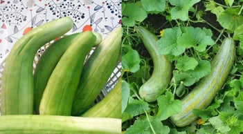 Ít ai ngờ loại quả quê này lại “gây sốt” mỗi mùa hè