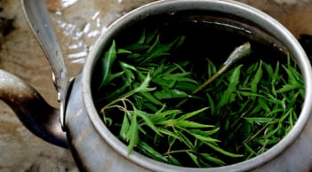 5 người nên thường xuyên uống nước lá đinh lăng