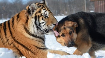 Càng khó càng bật: 3 tuổi gặp nghịch cảnh lại bứt phá mạnh mẽ, vận trình đảo chiều bất ngờ