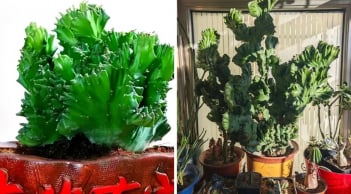 Người xưa truyền lại: Trong nhà nuôi 'Thần thú' điềm lành xuất hiện chiêu tài, giữ lộc