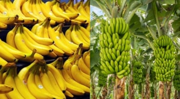 Loại quả quen thuộc ở Việt Nam được chuyên gia Mỹ đánh giá cao: Hỗ trợ ngủ ngon, sản lượng hàng triệu tấn