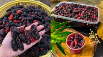 Mẹo ngâm dâu tằm để lâu không mốc hỏng, lên men