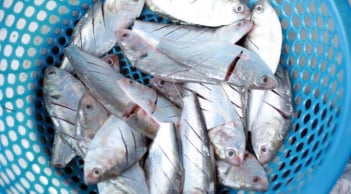 Cá ‘bình dân’ bán đầy chợ Việt được Mỹ đánh giá tốt nhất thế giới: Ăn đúng cách giảm đột quỵ, bổ tim