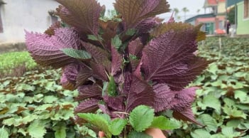 Lá tía tô rất tốt nhưng có 3 nhóm người không nên ăn