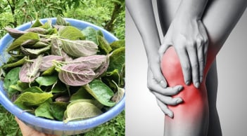Cách dùng lá mơ lông giảm đau xương khớp