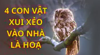 4 con vật xui xẻo bước vào nhà bạn nên hóa giải kẻo hao tài