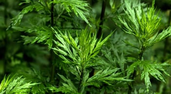 5 loại cây trấn trạch, vừa thu hút phú quý, vừa là thuốc quý như sâm