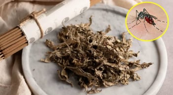 Đặt nắm lá này trong phòng, muỗi chạy sạch, nhà lúc nào cũng thơm tho