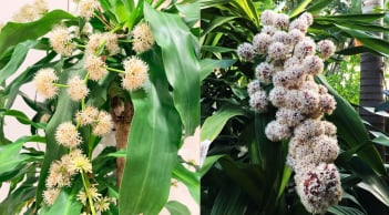 3 loại cây trồng trước nhà giúp trấn trạch, hút tài lộc, tăng vượng khí