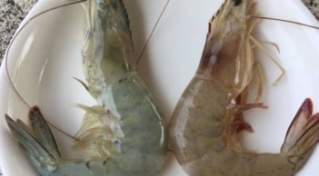 Cách phân biệt tôm nuôi và tôm tự nhiên chuẩn nhất 2026: Mẹo đơn giản ai cũng làm được