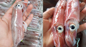 Mẹo phân biệt mực tươi và mực đã bị ướp đá lâu