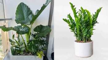 Trồng 5 loại cây này 2026, đến 2027 đón tài lộc dồi dào: Dễ chăm, hút may mắn, tiền bạc tự tìm đến